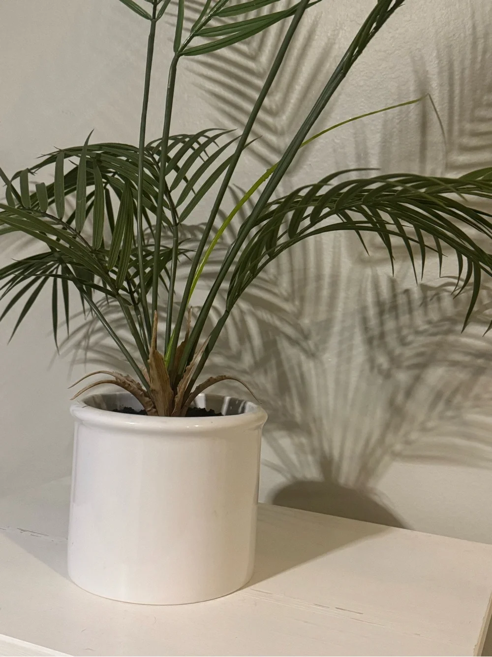Potted Green Palm Plant in White Ceramic Pot